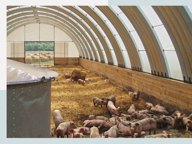 Строительство свинарников в Октябрьском