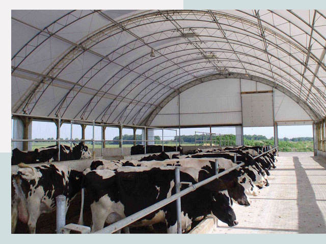 Тентовые коровники в Октябрьском